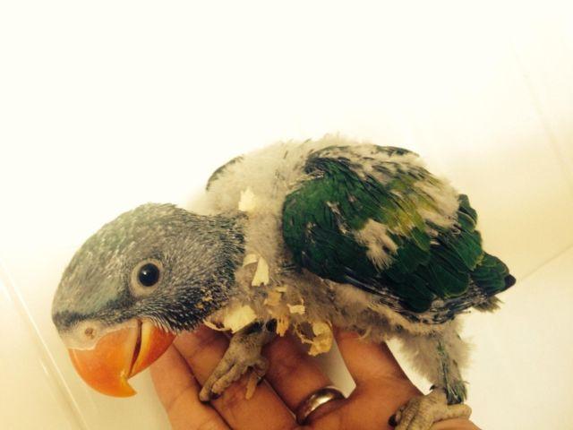 Baby derbyan parrots