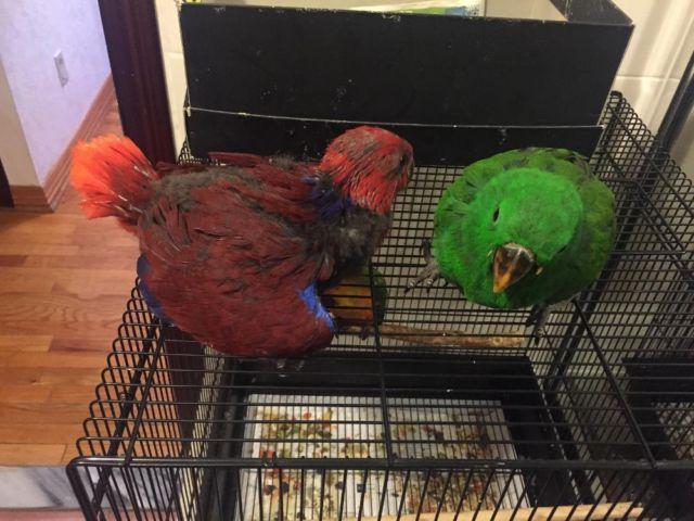 Baby eclectus male and female