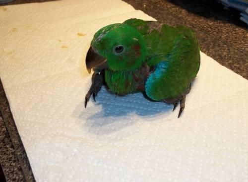 Baby Eclectus still being hand fed.