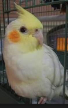 BABY FEMALE LUTINO COCKATIEL WITH CAGE IF NEEDED