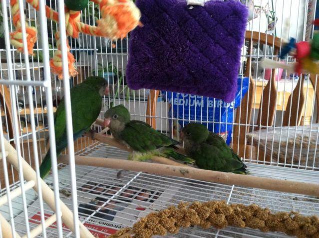Baby Green Quaker Parrots