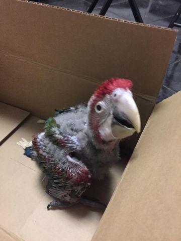 Baby greenwing macaw