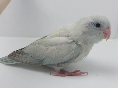 Baby parrotlet available