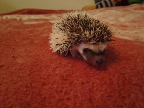 Baby Pinto Hedgehogs