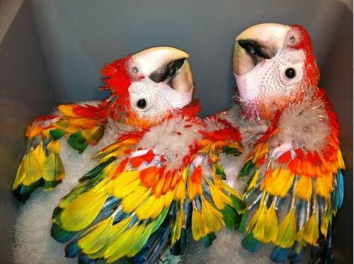Baby Scarlet Macaws