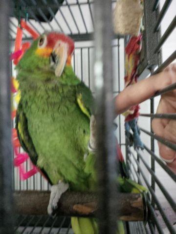 Baby severe macaw dna female sell/trade