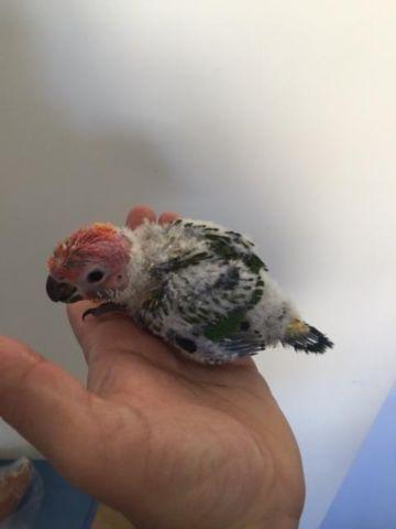 BABY SUN CONURES AND GREEN CHEEKS