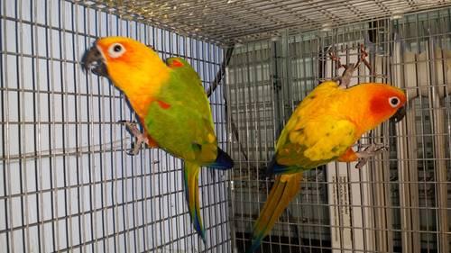 Baby Sun Conures Have Arrived