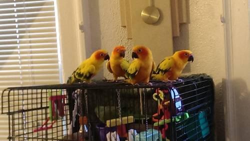 Baby Sun Conures!! Low Price. Going Fast.