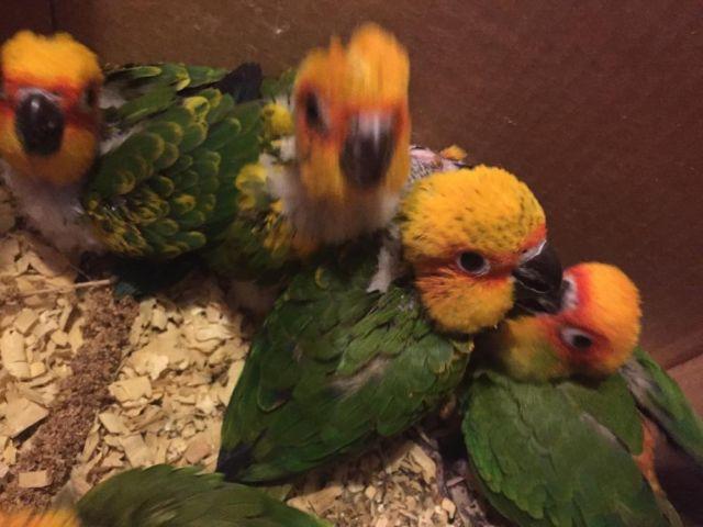 Baby sun conures. Some weaning