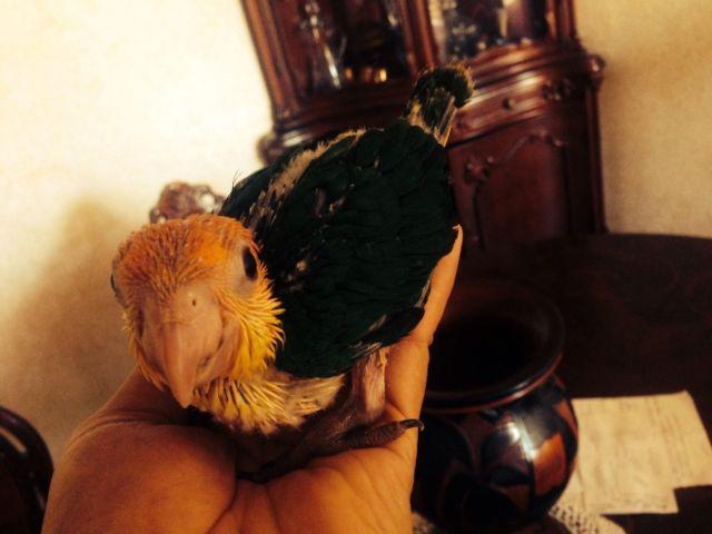 Baby white belly caique