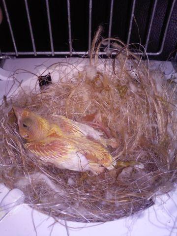 Baby yellow canary