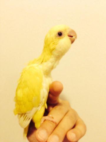 Baby yellow lutino Quaker