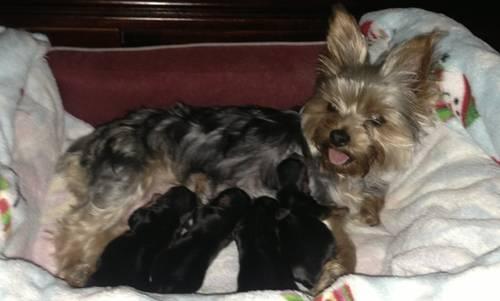 Baby Yorkie puppies 3 weeks old and ready in 5 weeks