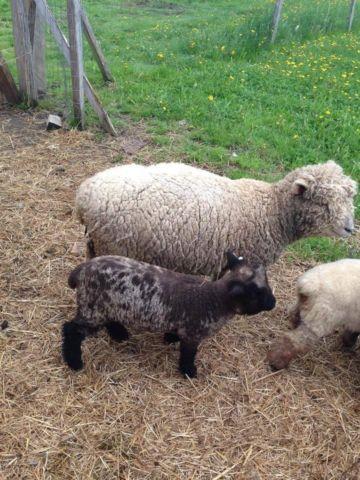 Babydoll Southdown Ewe lambs