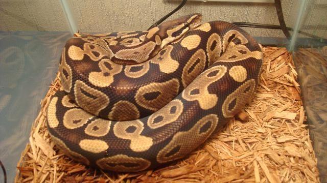 Ball Python Adults, Spider, Mojave, and HET Albinos, Proven Breeders
