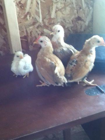 Bantam Chicks