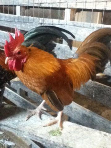 Bantam hens and roosters