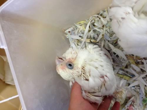 bare eye cockatoo baby