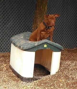 Basset Hound - Chunk - Medium - Young - Female - Dog
