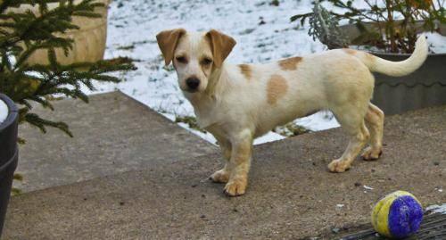 Basset Hound - Gena - Small - Baby - Female - Dog