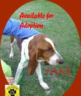 Basset Hound - Jake And Earl - Medium - Young - Male - Dog