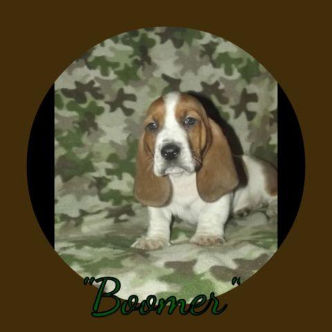 Basset Hound Puppies Born 12/3/2014