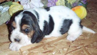 BASSET HOUND PUPPIES (ready March 9th) UPDATED PICS