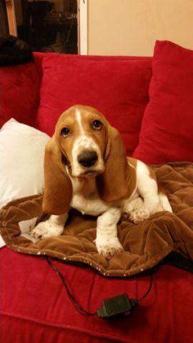 Basset hound puppy 16 weeks