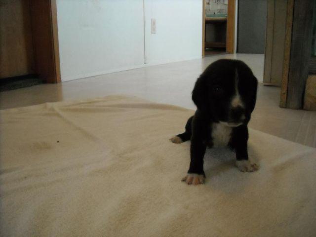 Bassett Hound pups for sale