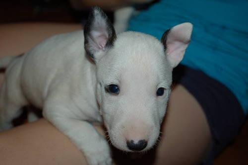 BE THE FIRST IN YOUR AREA! QUALITY-AKC REG MINATURE BULL TERRIER PUPS