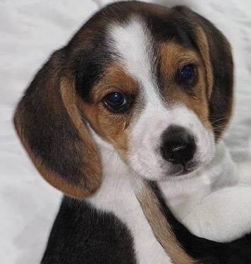 Beagle- good hunting dog