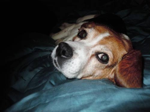Beagle - Annie - Small - Adult - Female - Dog