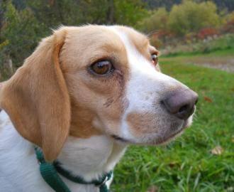 Beagle - Bessie - Small - Adult - Female - Dog