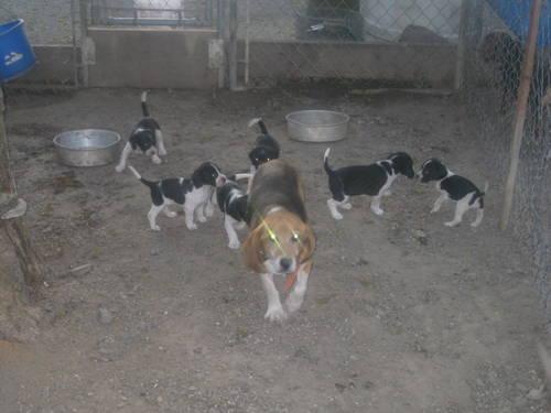 beagle/brittany mix puppies