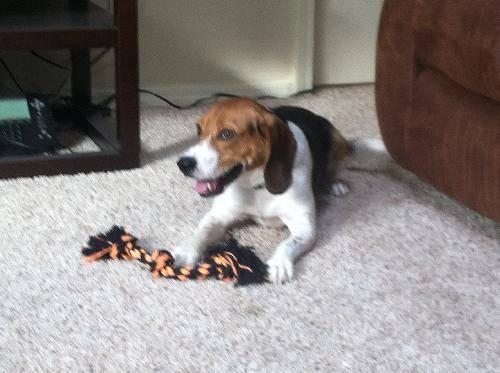 Beagle - Buddy - Medium - Young - Male - Dog