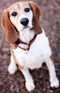 Beagle - Bunny - Medium - Adult - Female - Dog