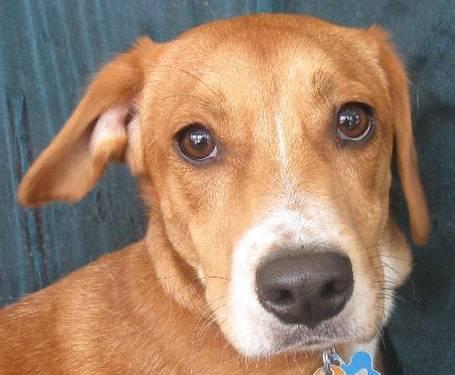 Beagle - Copper Fraser - Medium - Young - Male - Dog