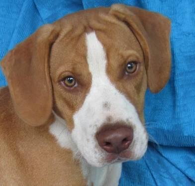Beagle - Denzel - Medium - Young - Male - Dog