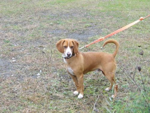 Beagle - Diego - Medium - Adult - Male - Dog