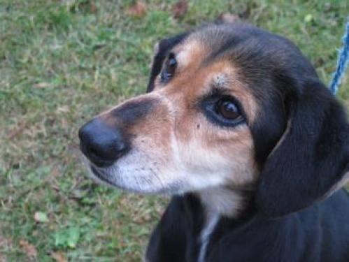 Beagle - Dixie - Medium - Adult - Female - Dog