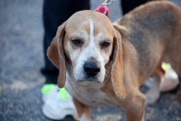 Beagle - Ethel - Medium - Senior - Female - Dog