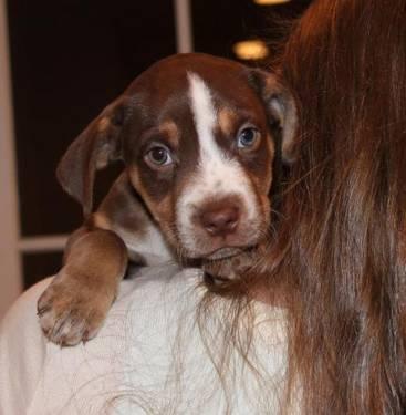 Beagle - Finn - Medium - Baby - Male - Dog