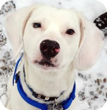 Beagle - Frosty - Medium - Young - Male - Dog