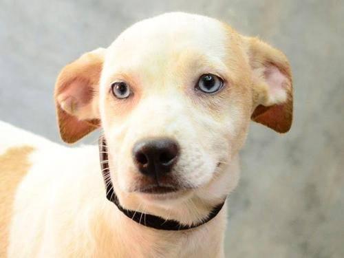 Beagle - Izzy - Small - Baby - Female - Dog