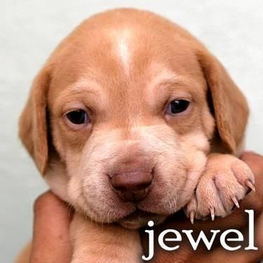 Beagle - Jewels - Medium - Adult - Male - Dog