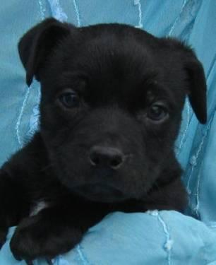 Beagle - Joey 5y - Small - Baby - Male - Dog