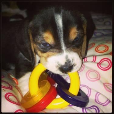 Beagle/Lab puppies