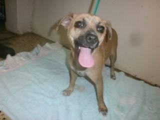Beagle - Lacey - Small - Young - Female - Dog