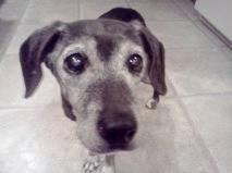 Beagle - Lola - Small - Senior - Female - Dog